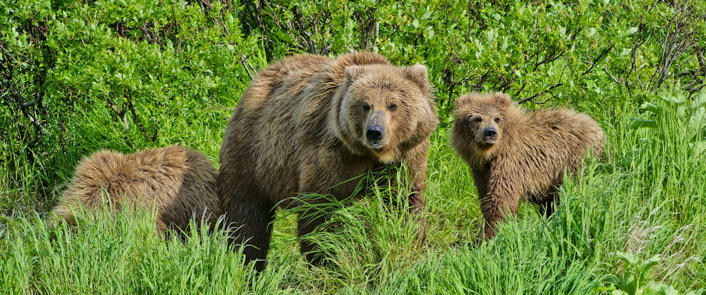 Three Alaskan Brown Bears